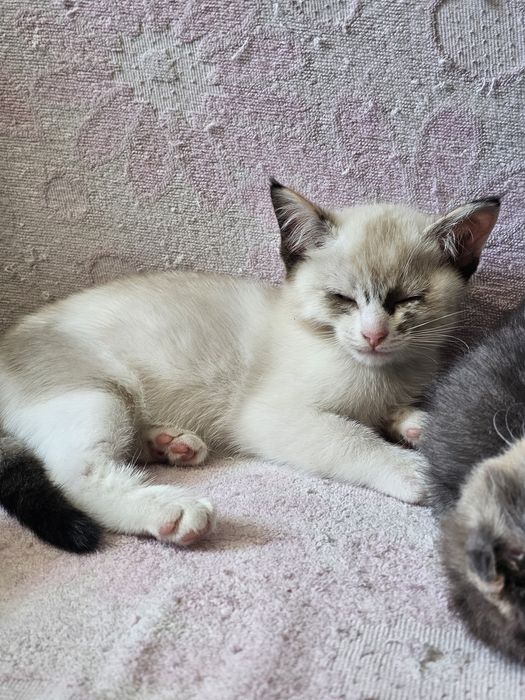 Кошечка девочка в добрые руки