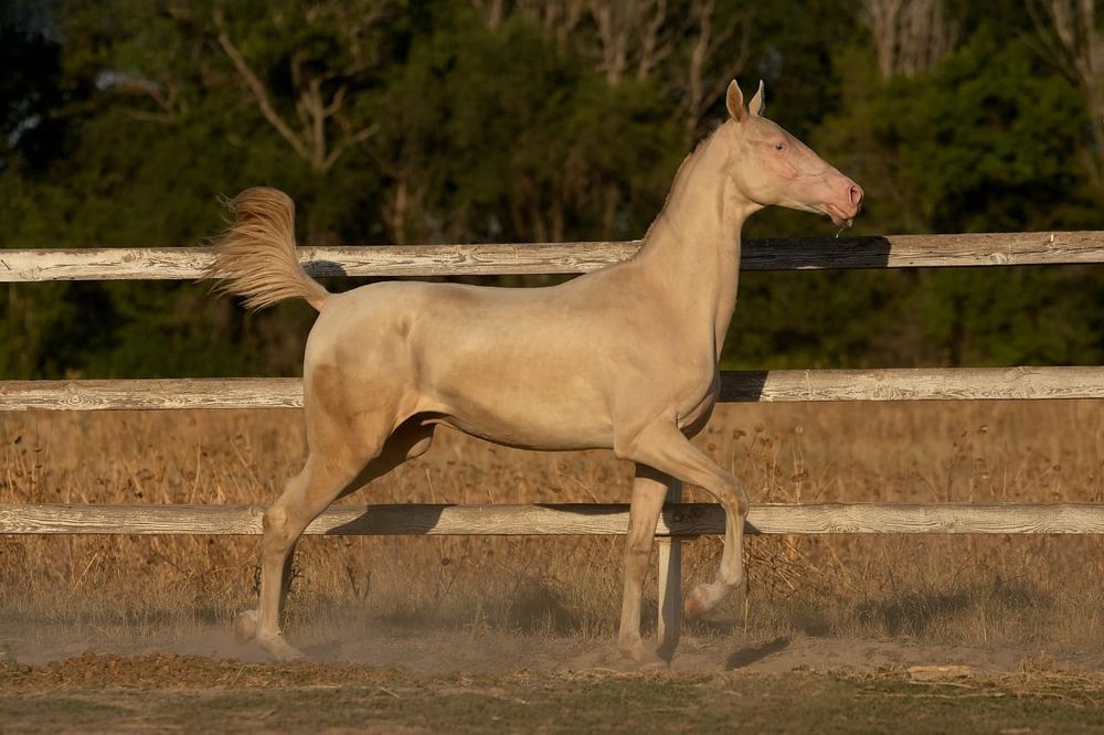 Жеребец Ахалтекинской породы