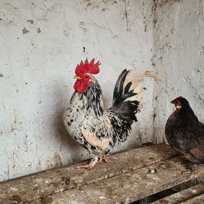 Cocosei pitici de vanzare