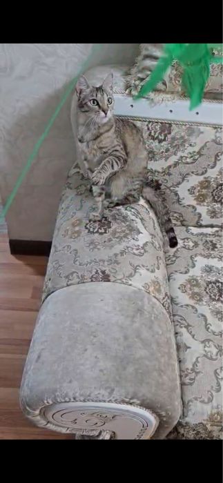 Кошечка в дом ,ищем дом кошечке !