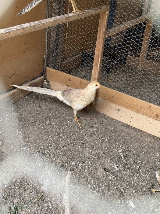 Fazani aurii si argintiu