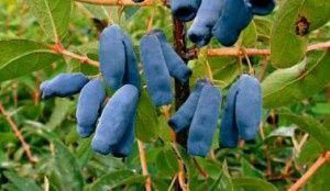 Aronia, Afin Siberian (Lonicera) si Merisor