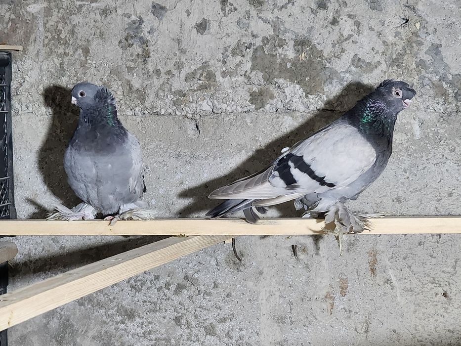 Продаются голуби