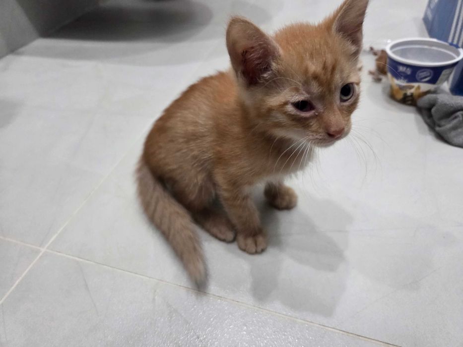 Котенок, девочка