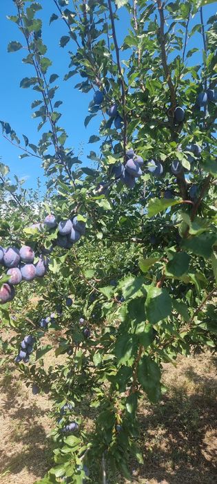 Prune  de vanzare