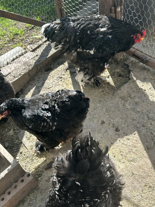 Găini Brahma familie