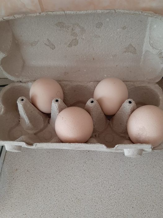 Продам яйца павлинов