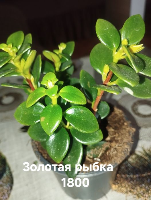 Продам комнатные растения