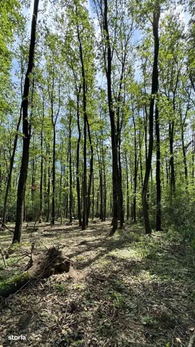 Teren intravilan de vânzare, 380.000 mp, pădure