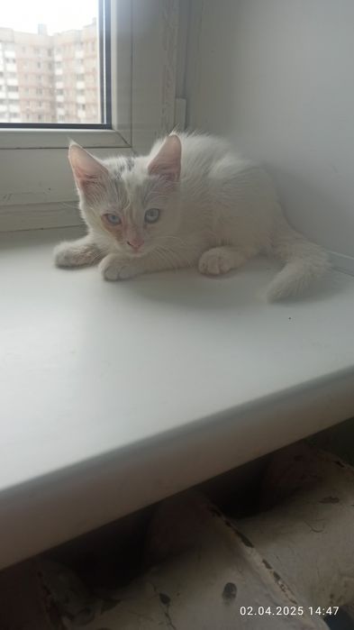 Отдам котенка в хорошие руки