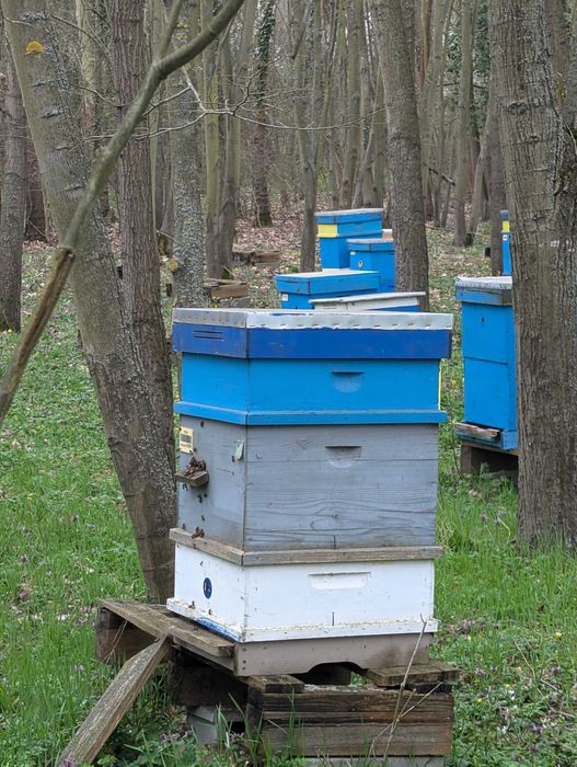 Продава се пчелин