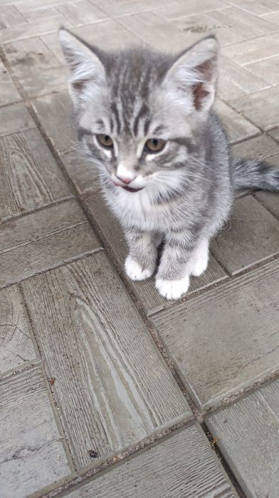 Отдам котят в добрые руки
