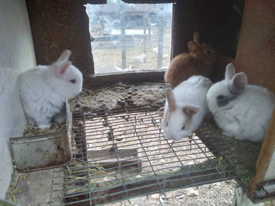 Продам кроликов, молодняк и взрослые