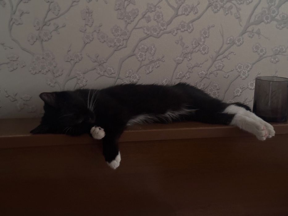 Котенок бесплатно