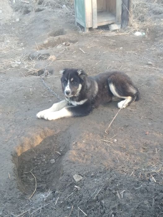 Алабай кушик сатлады