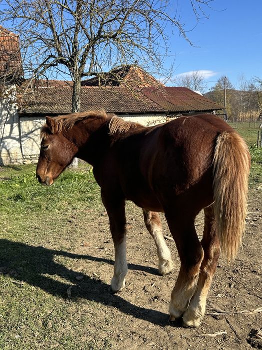 De vanzare iapa de 4 cu mqnza de 6 luni