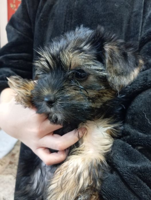 Готовы к продаже Йорки два мальча.