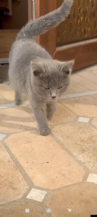 Продам срочно шотландский катёнок девочка