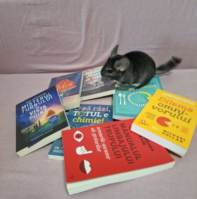 Băiețel chinchila +cușcă