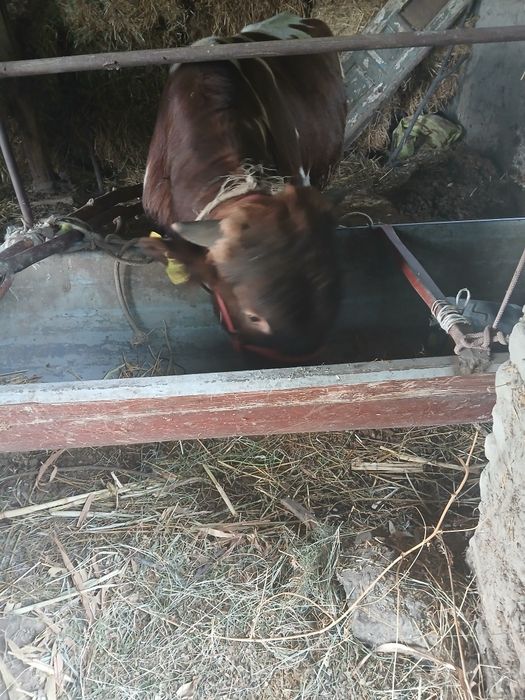 Buqa sotiladi 24 mln