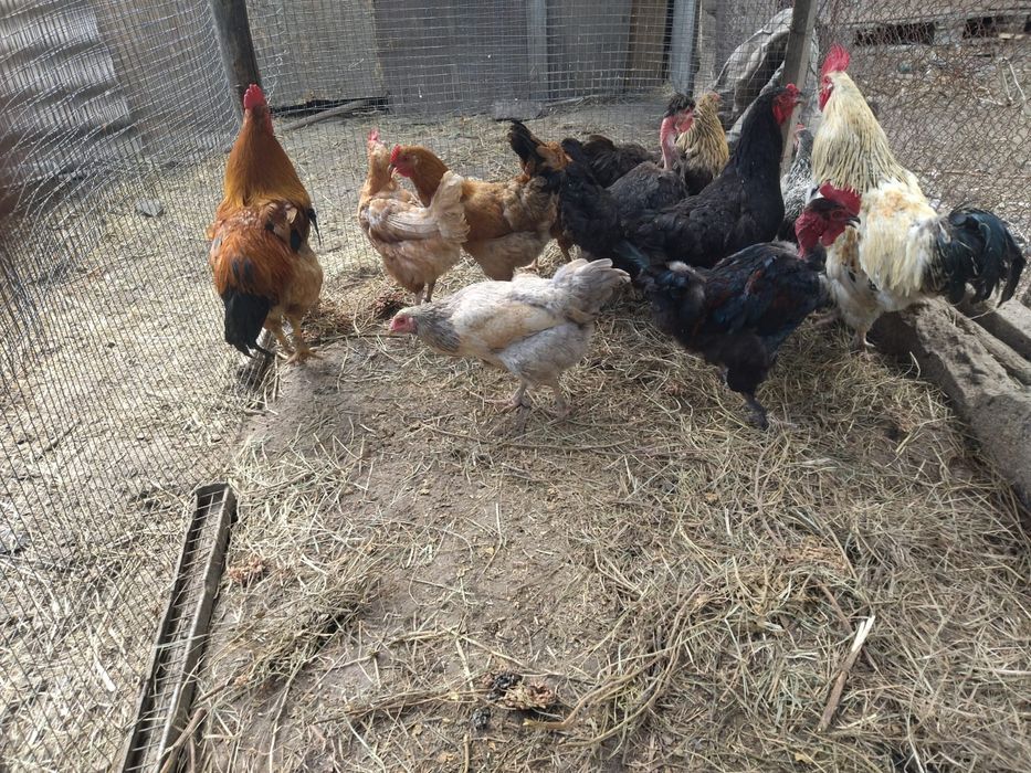 Срочно продам курей