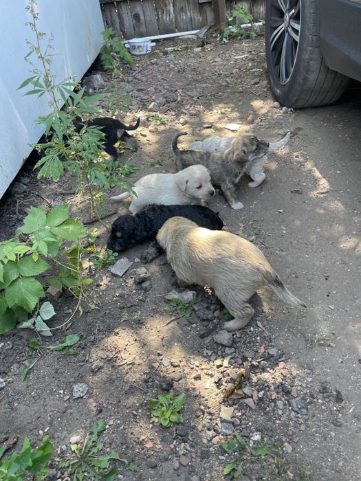 Отдам щенков в хорошие руки