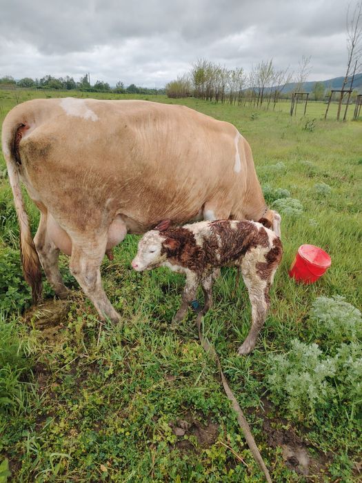 Se vinde vaca bună  cu vitel se