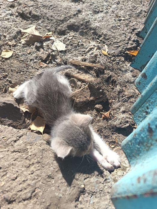 Отдадим игривых котят