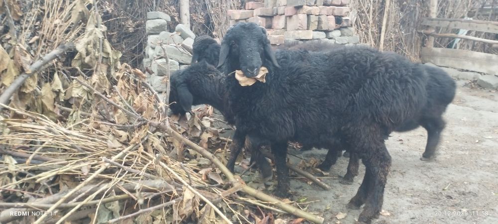 Қўчқор сотилади соғлом