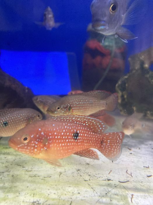 Хромис красавец (Red Jewel Cichlid)