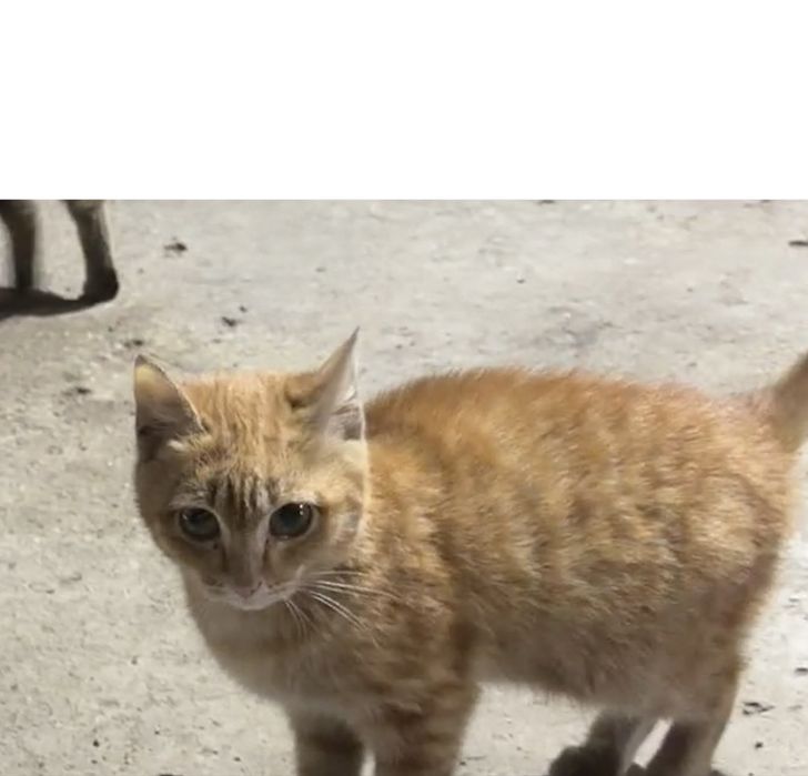 Бесплатно  Котенки   отдам