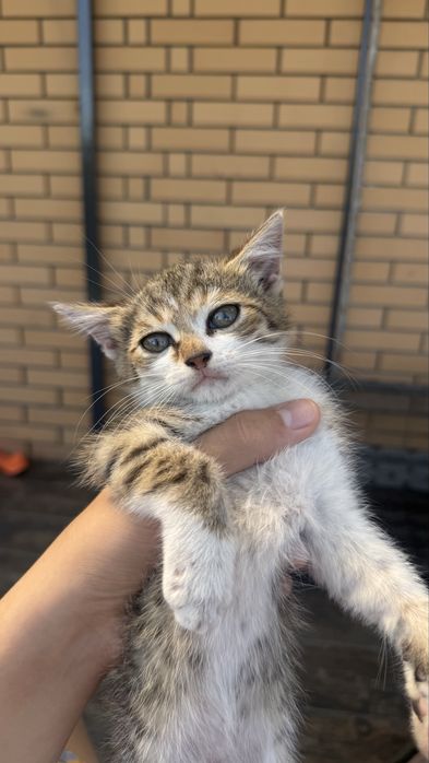 Котята 1,5 месяца в добрые руки, Писать на ватсап