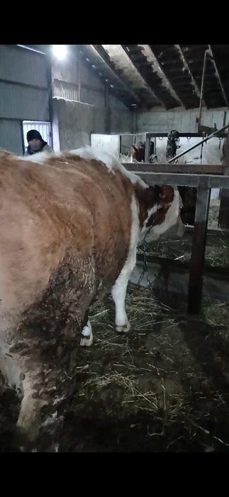 Семіз 4 ай байданған сиырлар