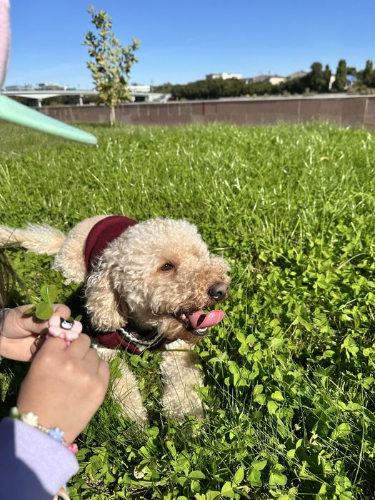 Мальтипу F1 2 года