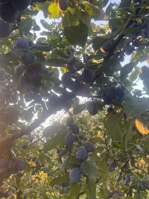 Prune pt consum si tuica