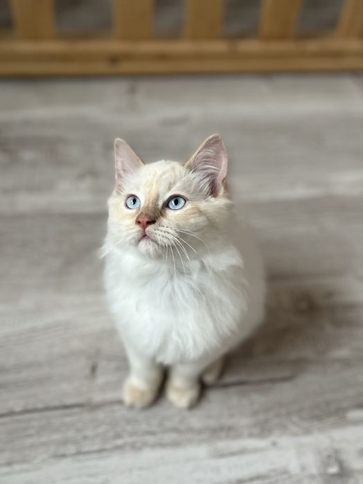 Motănel Ragdoll Flame Point Iasi • OLX.ro