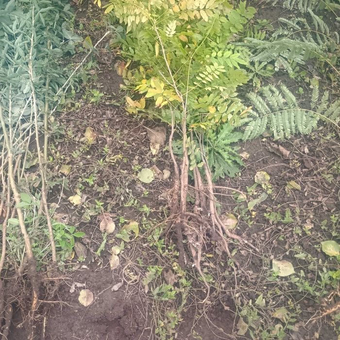 wisteria alba floribunda 1m