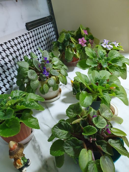 Продам цветы разных видов