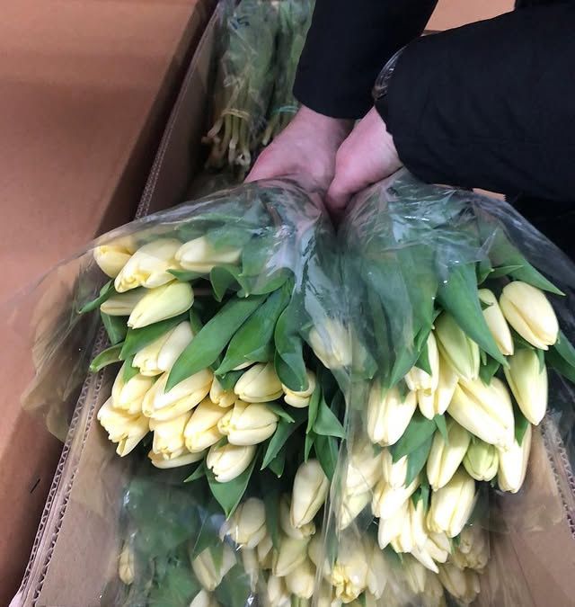 Свежие тюльпаны оптом