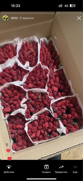 Тюльпаны оптом