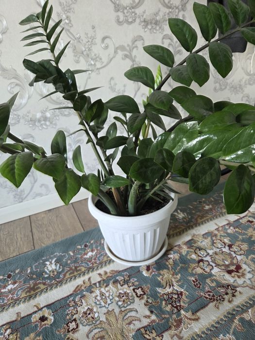 Продам замиокулькас