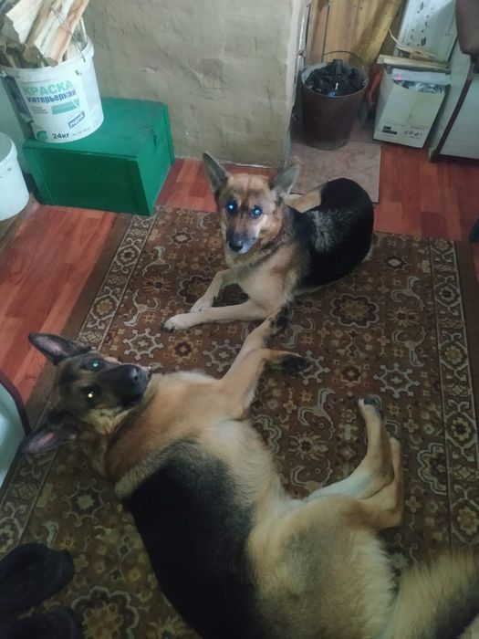 Продам щенков немецкой овчарки