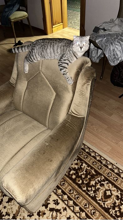 Отдам кота в хорошие руки