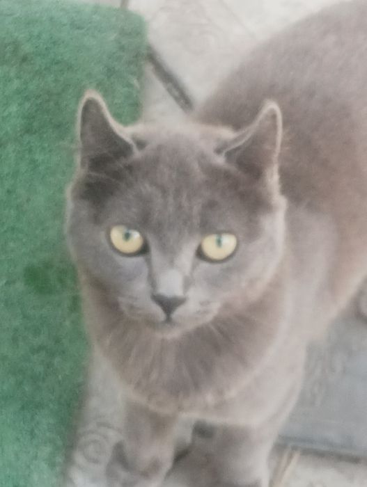 Кошечка Скотч Ленд британка