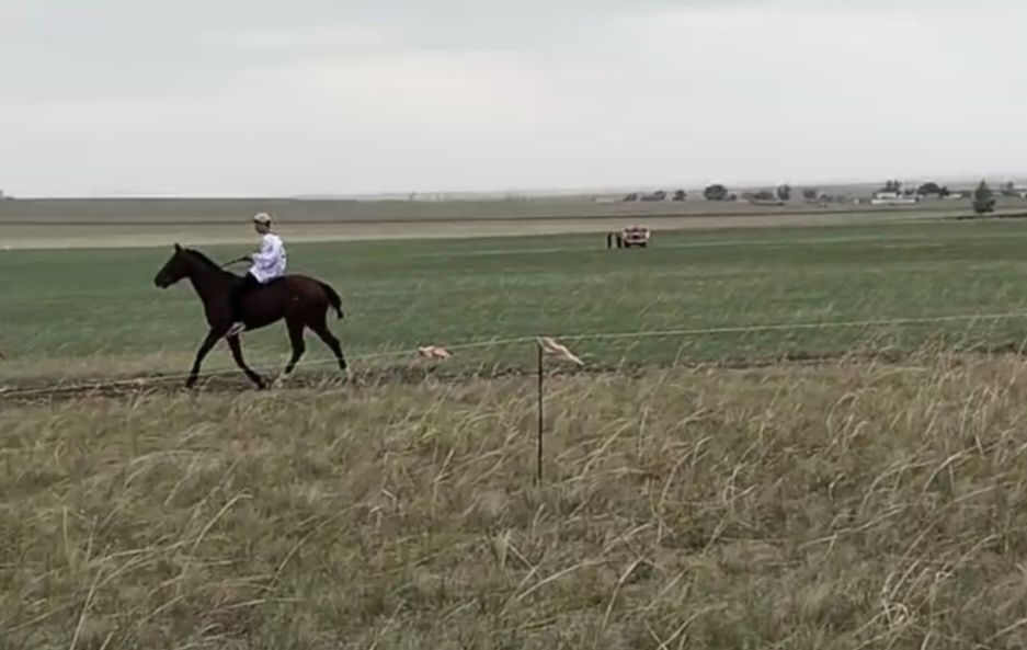 Тазақан чисторкровка жеребец