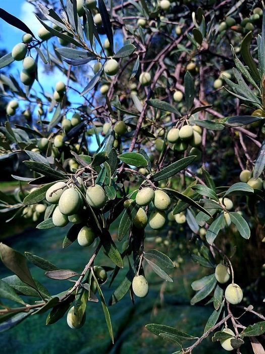 Ulei de măsline extravirgin 100% natural din Grecia