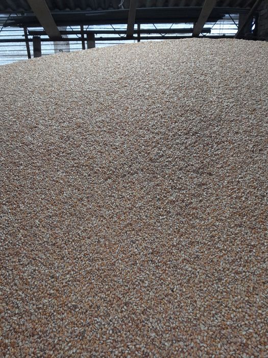 Vând porumb,varză,grâu,ovăz,cartofi,floarea soarelui