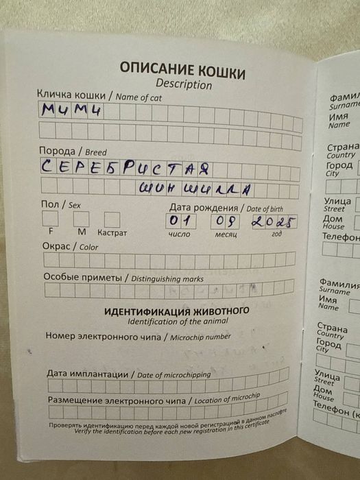 Koshki 2 shtuki Zolotaya britanskaya Shinshilla