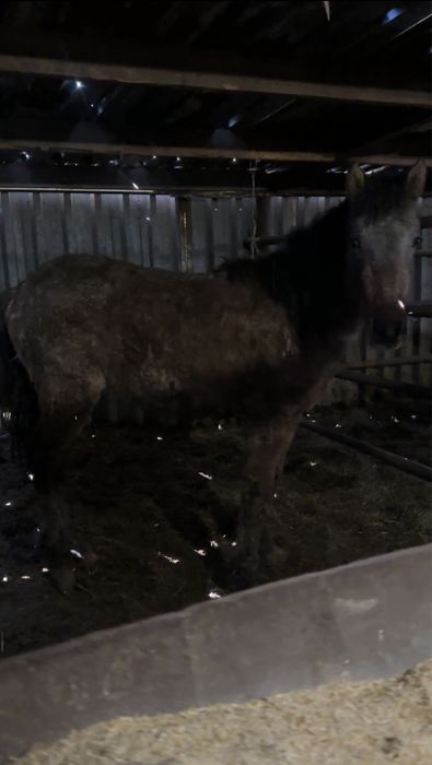 1.8 летка на  откорме