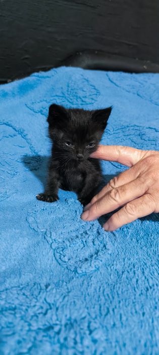 Котенок в добрые руки